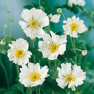 Anemone Japanese 'Whirlwind'