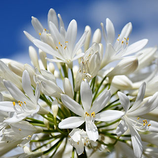 Agapanthus 'Pitchoune White'