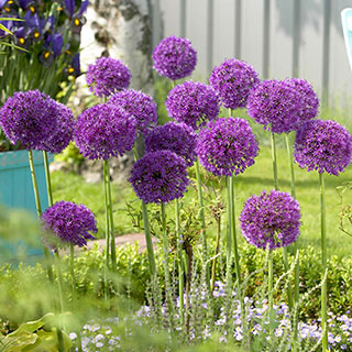 Allium 'Purple Sensation'