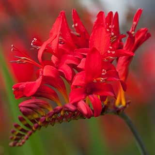 Crocosmia 'Lucifer'
