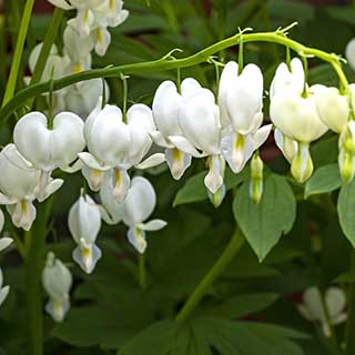 Dicentra spectabilis 'Alba'