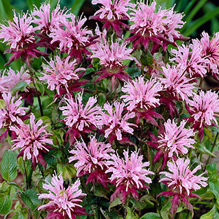 Monarda 'Beauty of Cobham'