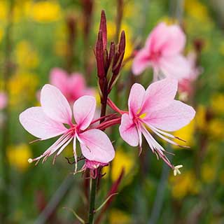 Gaura lindheimeri 'Siskiyou Pink'