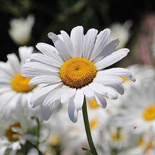 Shasta Daisy 'Real Neat'