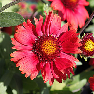 Gaillardia x grandiflora 'Arizona Red Shades'