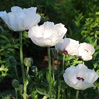 Oriental Poppy 'Checkers'