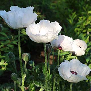 Oriental Poppy 'Checkers'