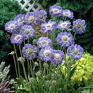 Scabiosa caucasica (Pincushion) 'Fama Deep Blue'