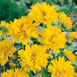 Coreopsis 'Early Sunrise'