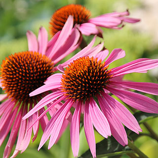 Echinacea 'Magnus'