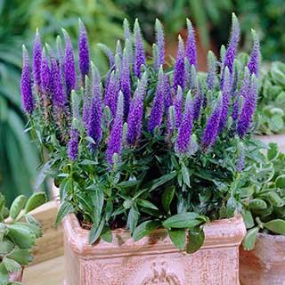 Veronica spicata 'Ulster Blue Dwarf' Speedwell