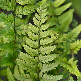 Korean Rock Fern