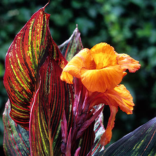 Canna 'Tropicanna'