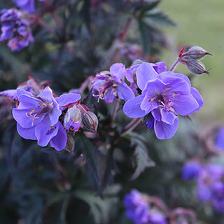 Geranium 'Storm Cloud'