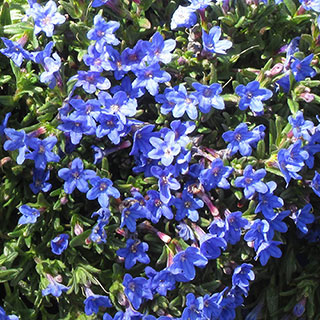 Lithodora 'Heavenly Blue'