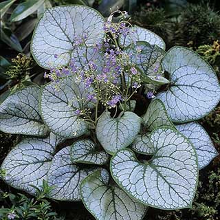 Siberian bugloss 'Jack Frost'