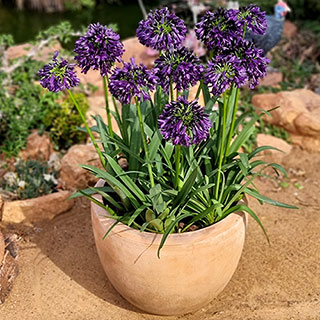 Agapanthus 'Black Jack' 1 x 9cm Pot