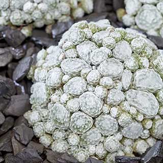 Sempervivum 'Arctic White'