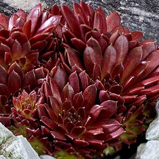 Sempervivum 'Coral Red'