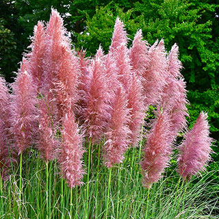 Pink Pampas Grass