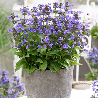 Nepeta Catmint 'Neptune'
