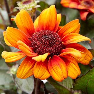 Hardy False Sunflower - Heliopsis Luna Roja