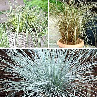 Ornamental Grasses Collection