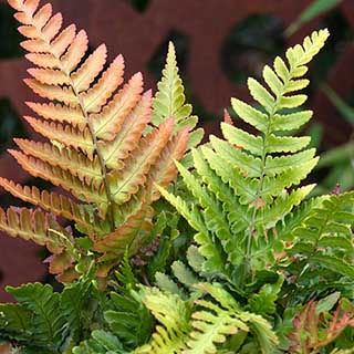 Copper Shield Compact Fern