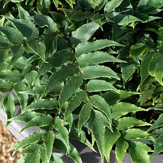 Fortune's Cyrtomium Fern 'fortunei'