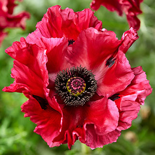 Papaver 'Red Rumble' Oriental Poppy