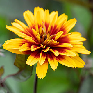 Heliopsis 'Funky Spinner'