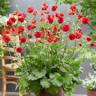 Geum 'Firestarter'