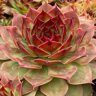 Sempervivum Chick Charms 'Giants Copper Canyon'