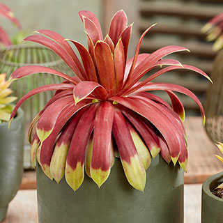 Sempervivum Chick Charms Giants Gold Mine