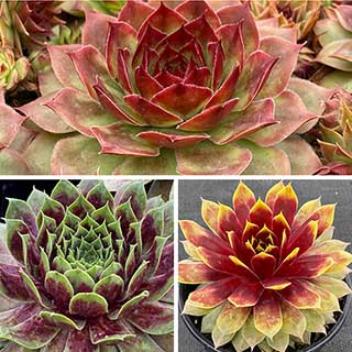 Sempervivum 'Chick Charms' Giants Collection
