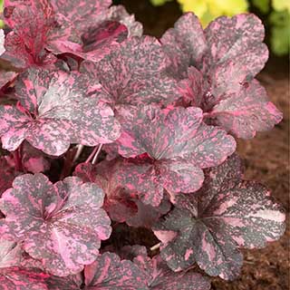 Heuchera 'Midnight Rose'
