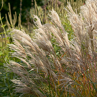 Elephant Grass 'Ferner Osten'