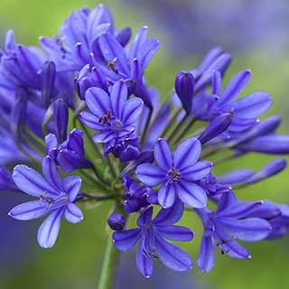 Agapanthus 'Brilliant Blue'