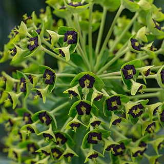 Euphorbia 'Black Pearl'