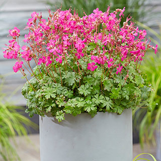 Geranium 'Intense'