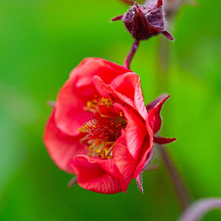 Geum 'Flames of Passion'