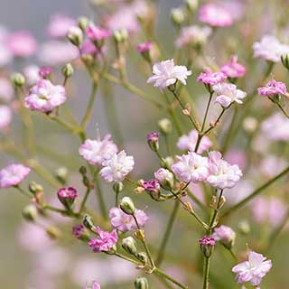 Gypsophila 'Baby's Breath' Flamingo