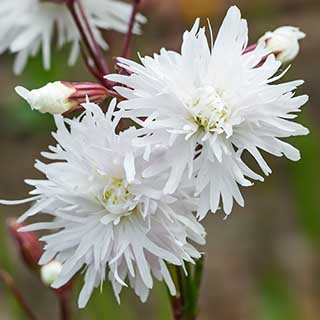 Lychnis 'Petit Henri'