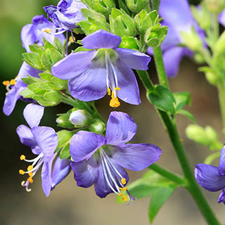 Jacob's Ladder 'Bressingham Purple'