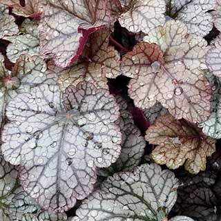 Heuchera 'Silver Scrolls'