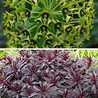 Evergreen Euphorbia Collection