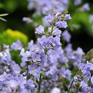 Jacob's Ladder 'Stairway to Heaven'