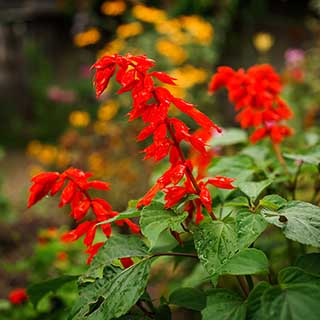 Salvia 'Ember's Wish'