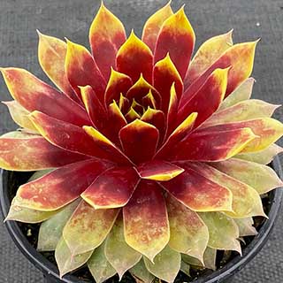 Sempervivum Chick Charms Giants Gold Mine