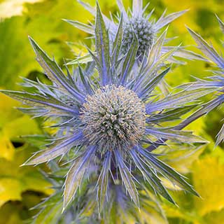 Eryngium 'Neptune's Gold'
